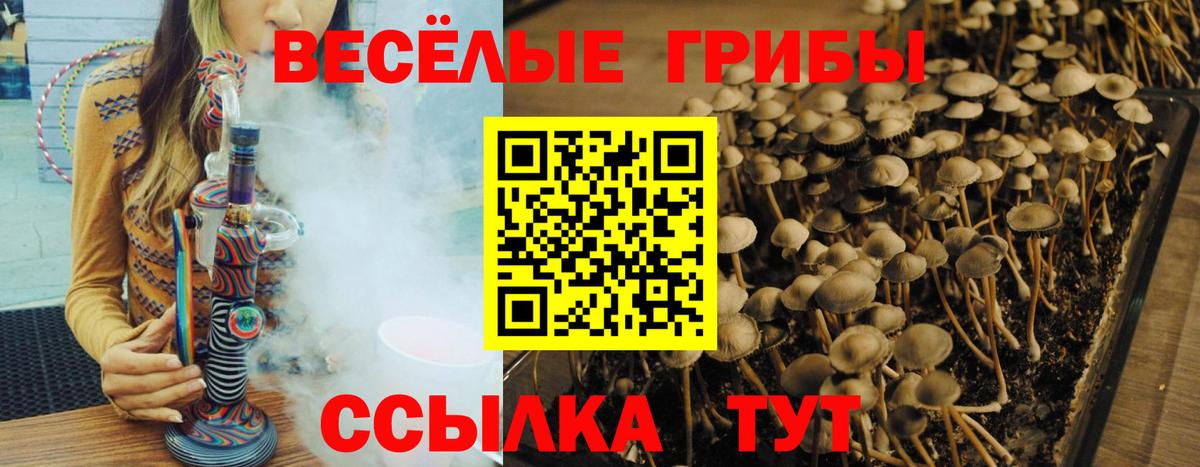 Псилоцибиновые грибы ЛСД  купить   Каменка  Вход с VPN 